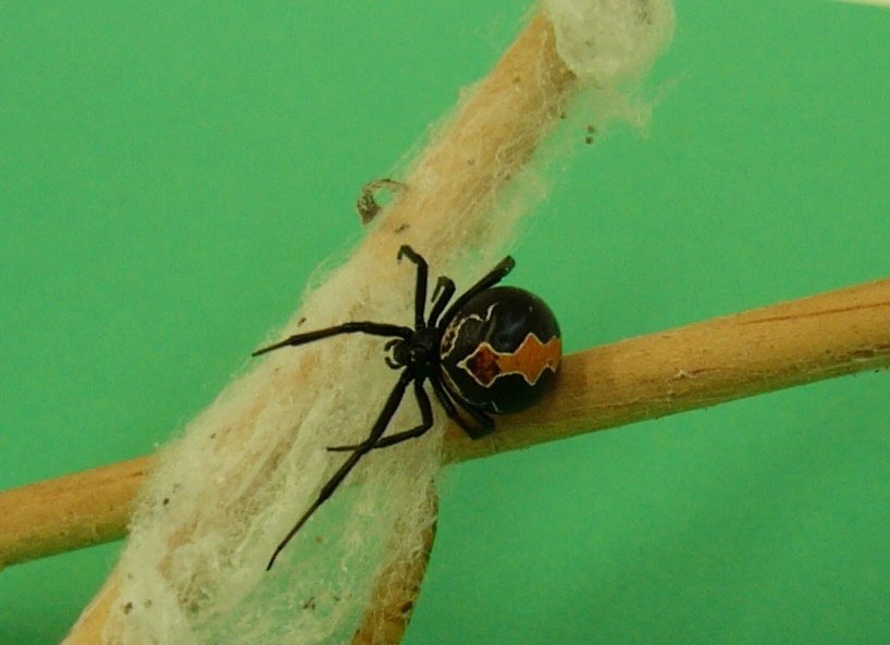 Animais Peçonhentos: Estatísticas de Acidentes, Prevenção e Tratamento 2 Latrodectus katipo