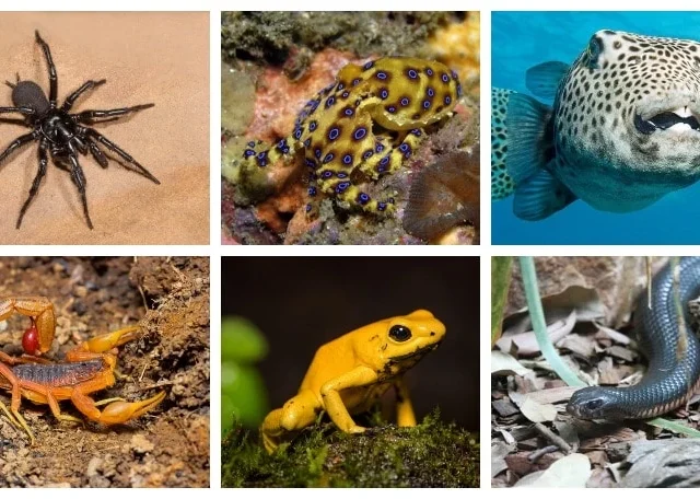 Most venomous animals in the world