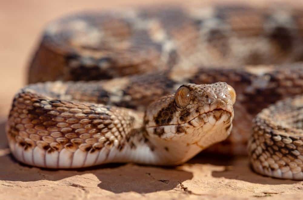 Animais Peçonhentos: Estatísticas de Acidentes, Prevenção e Tratamento 5 Saw Scaled Viper